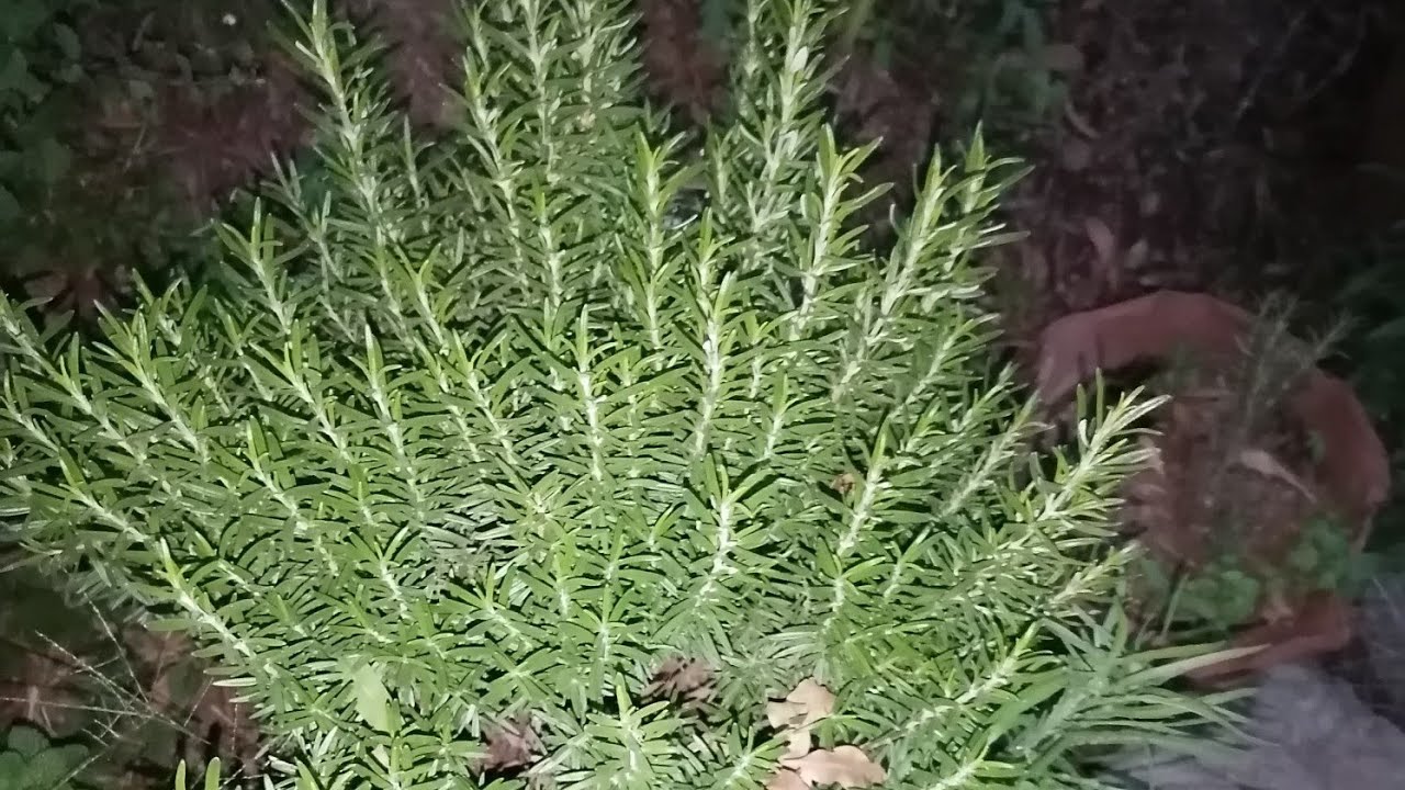Vegetable Progress(Kitchen Garden)