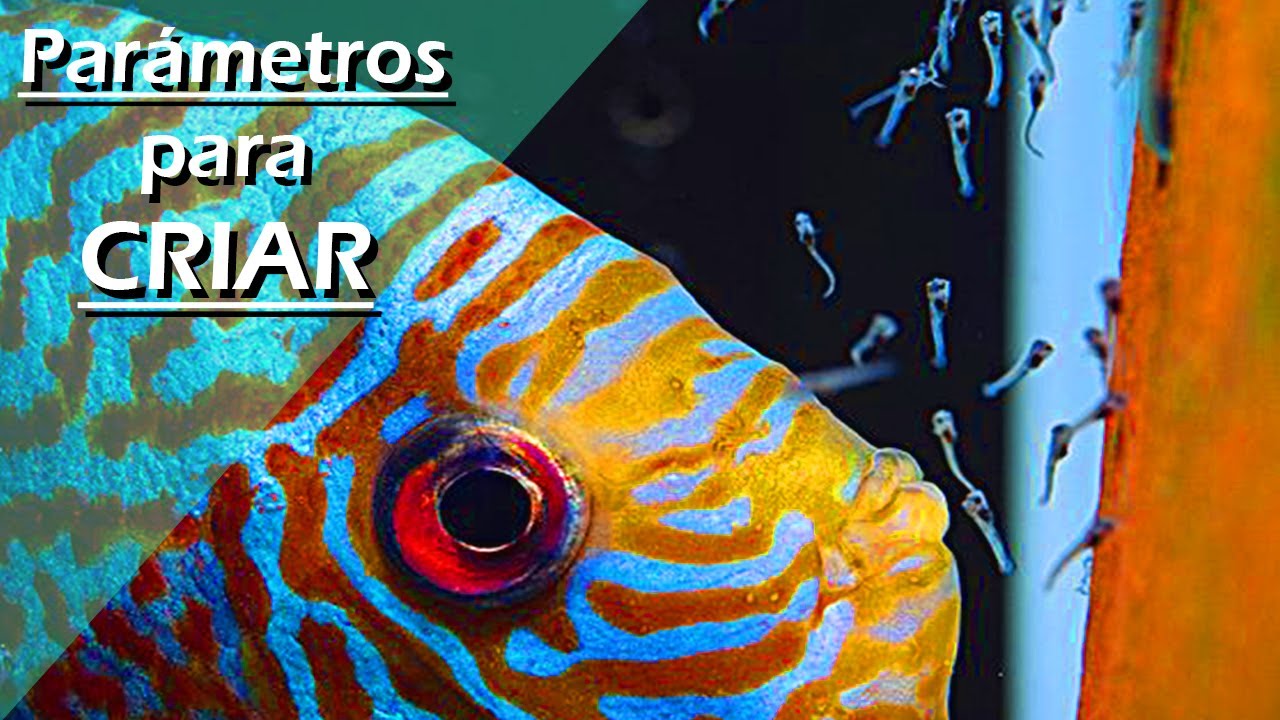 126🍼.- PARÁMETROS IDEALES para CRIAR PECES DISCO en CASA 🐟 ¡GUÍA COMPLETA para el ÉXITO!