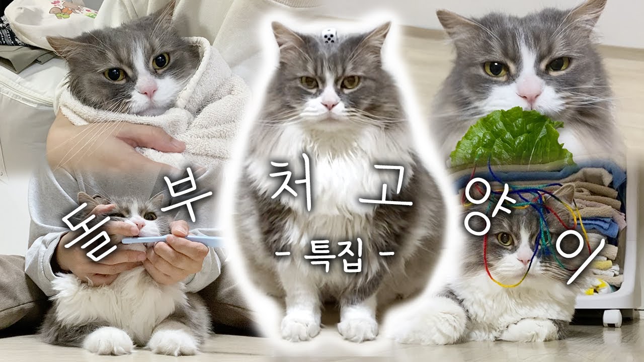 희귀한 돌부처 고양이 특집 영상 드디어 공개합니다! / 주식하는 집사와 돌부처 고양이