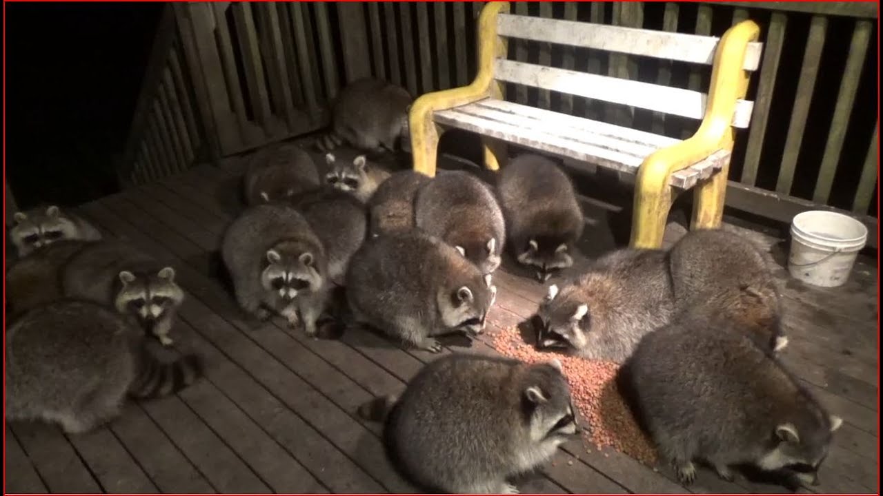 FRIDAY NIGHT RACCOON TIME
