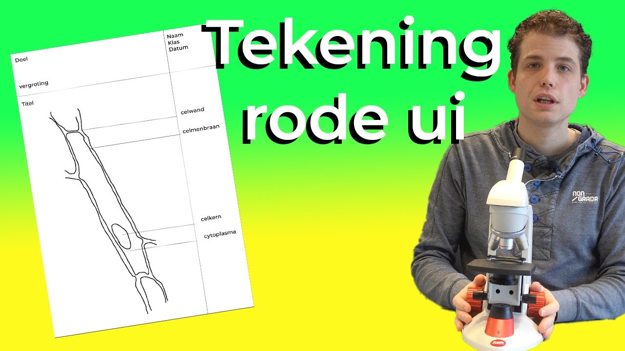 Hoe maak je een schematische tekening van een uiencel?