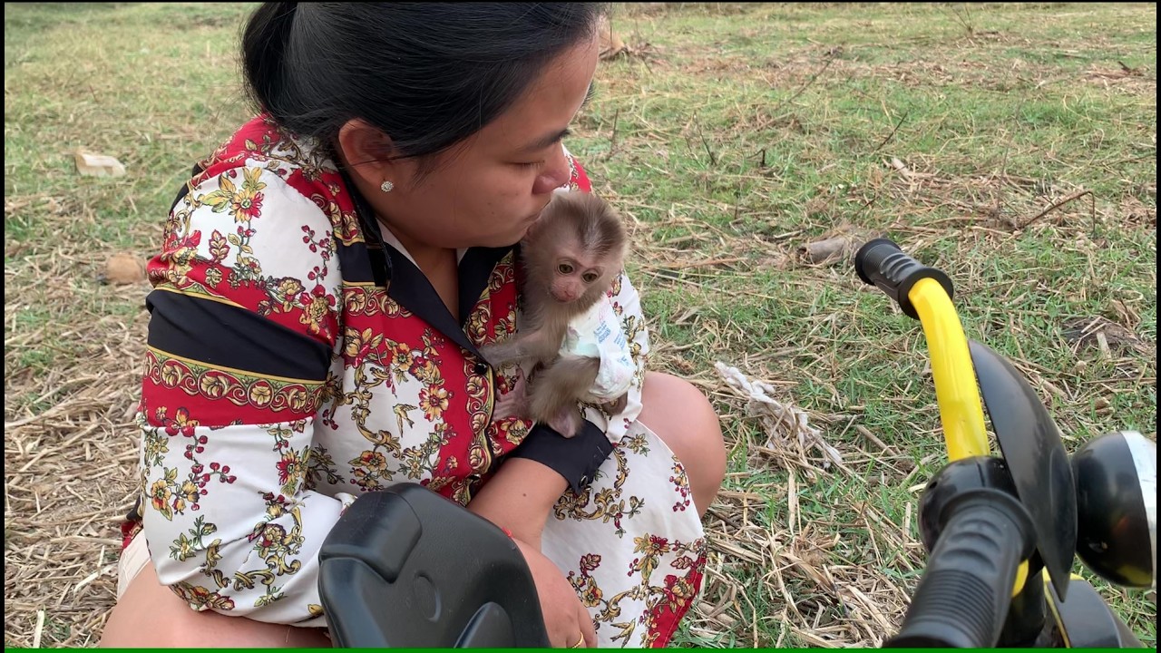 Baby monkey go outside look cow #monkey