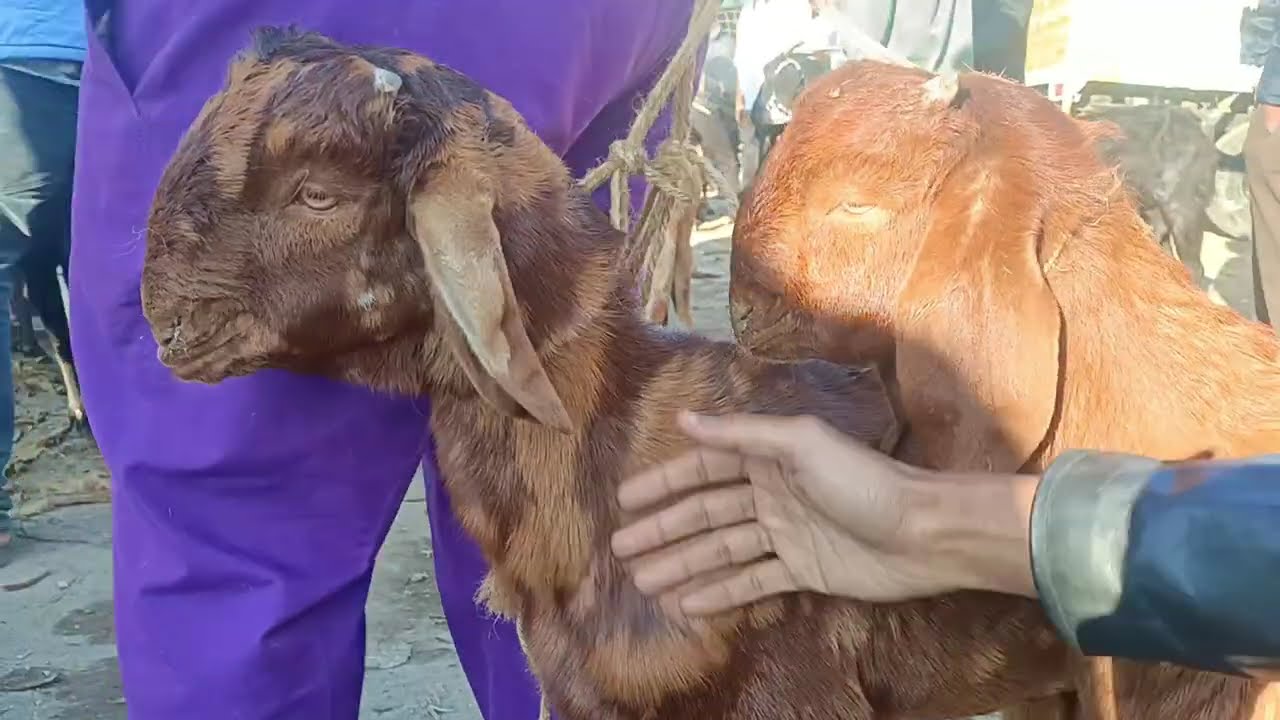 VISITED CHANDAPURA GOAT MARKET NEAR BANGALORE ON EVERY SATURDAY