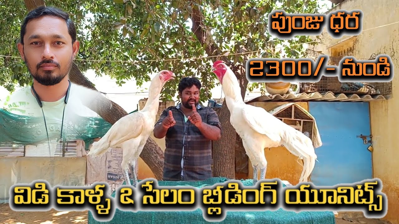 హెవీ బాడీ పుంజులు @S K N Vlogs