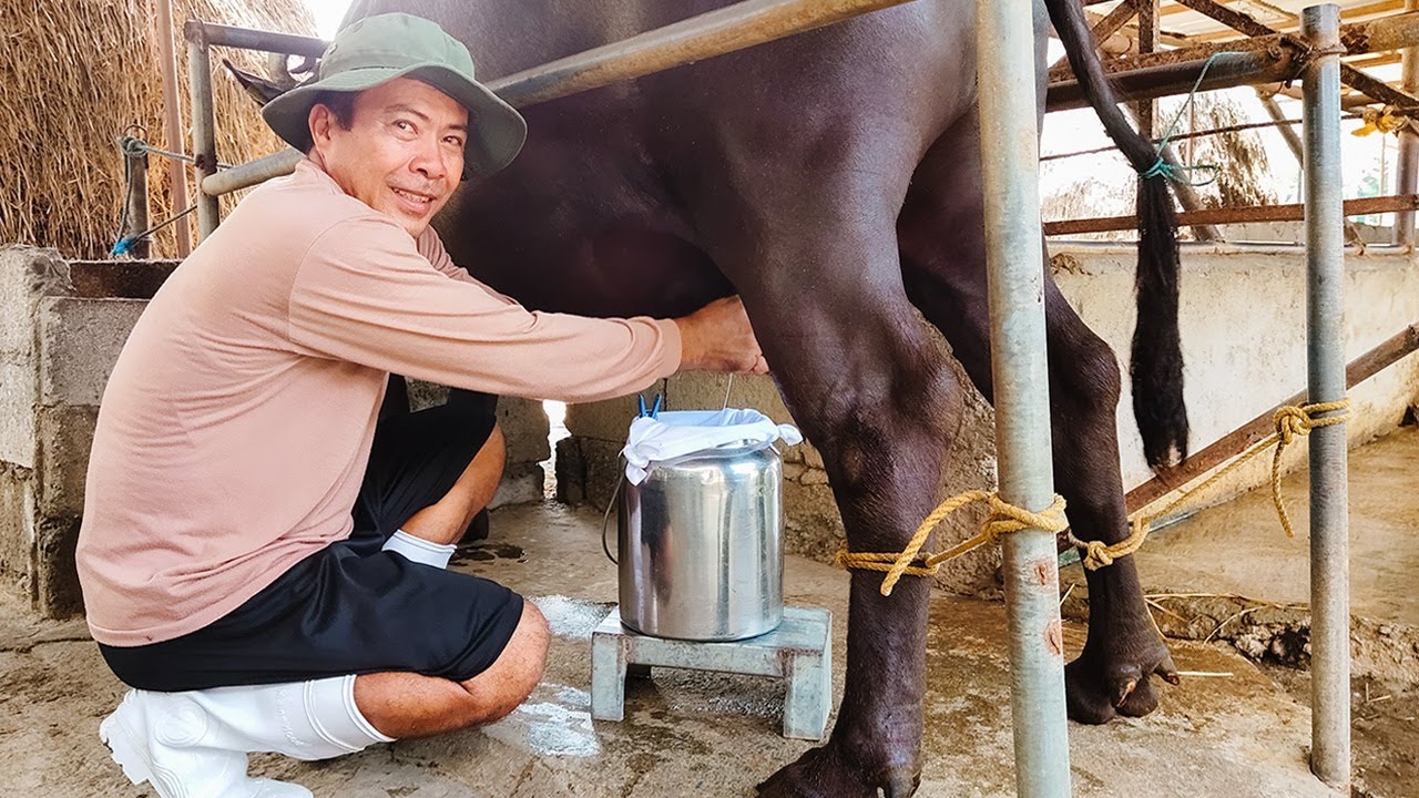 DAIRY FARMING (3/3) | PAANO ANG TAMANG PROSESO SA PAGKUHA NG GATAS NG KALABAW?