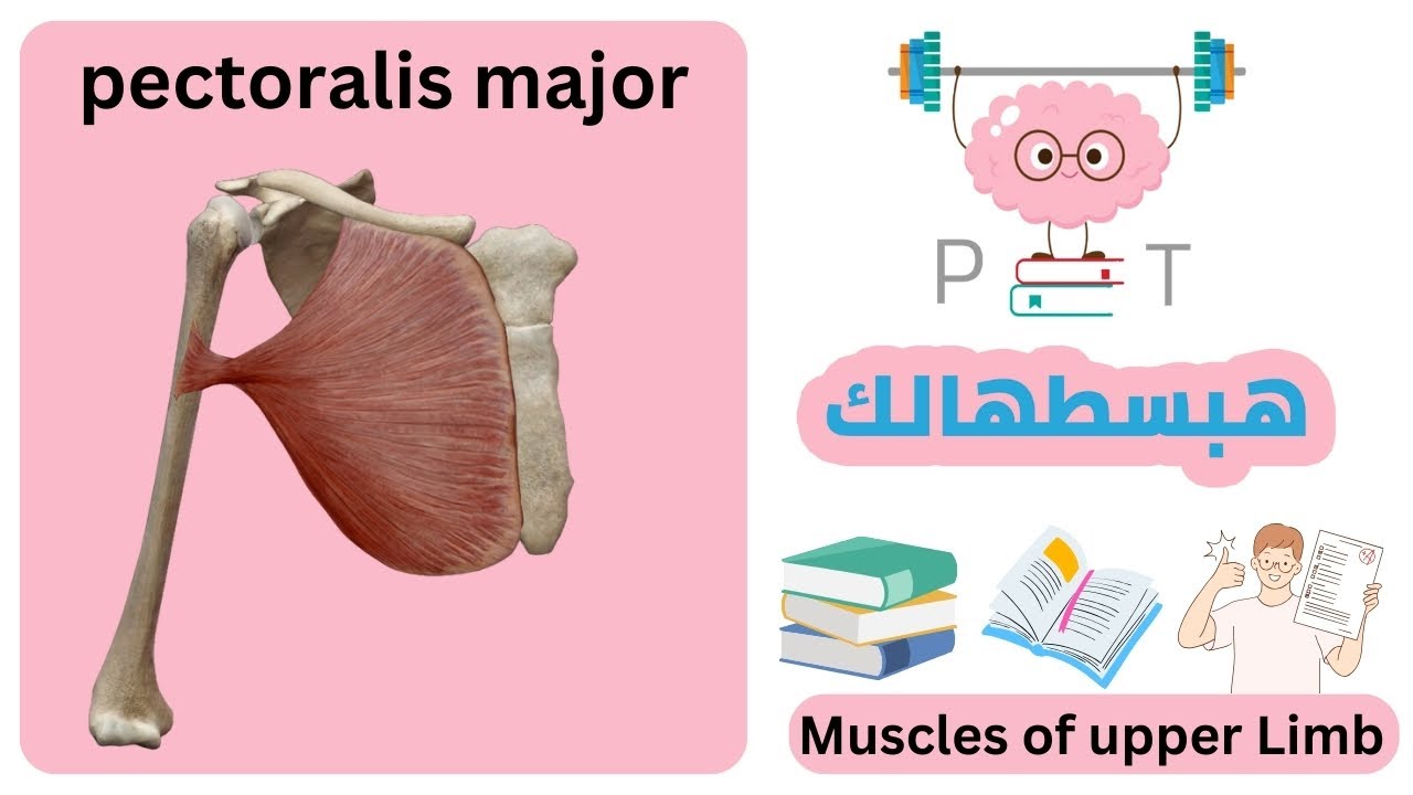 Pectoralis major #upper_limb_هبسطهالك
