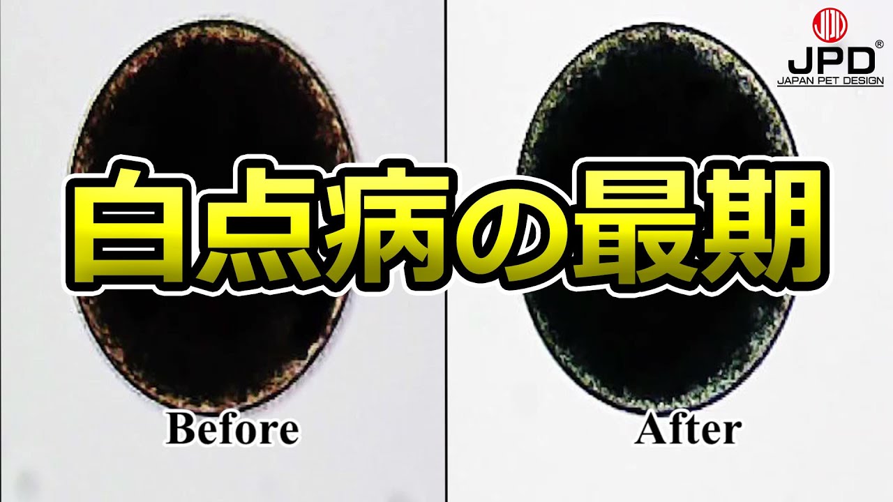 薬を入れると白点虫はどうなる？