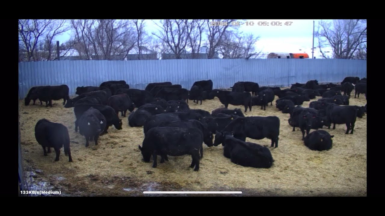 Giving my cattle a Bed