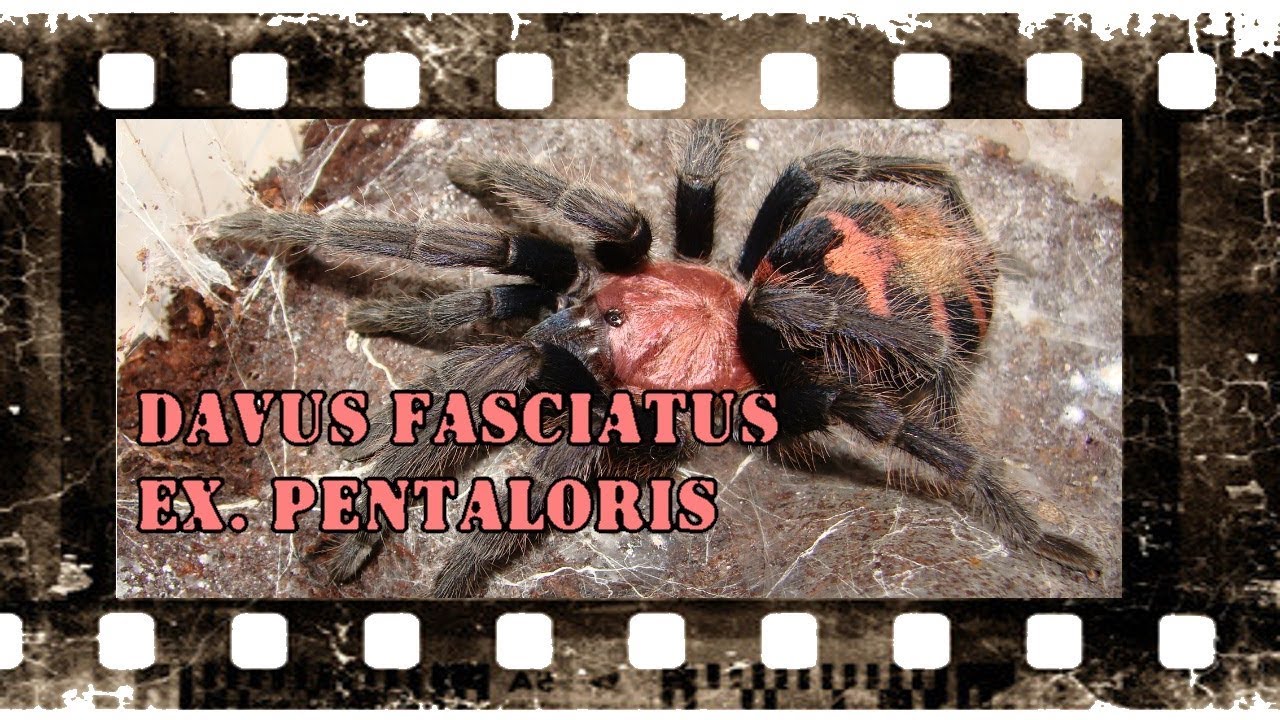 Braplast dla Davus pentaloris - Ptasznik tygrysi