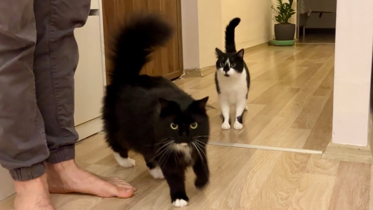 Welcome, grandma! Cats met their Japanese grandma for the first time. 日本からおばあちゃんが遊びに来ました！初対面で懐く。