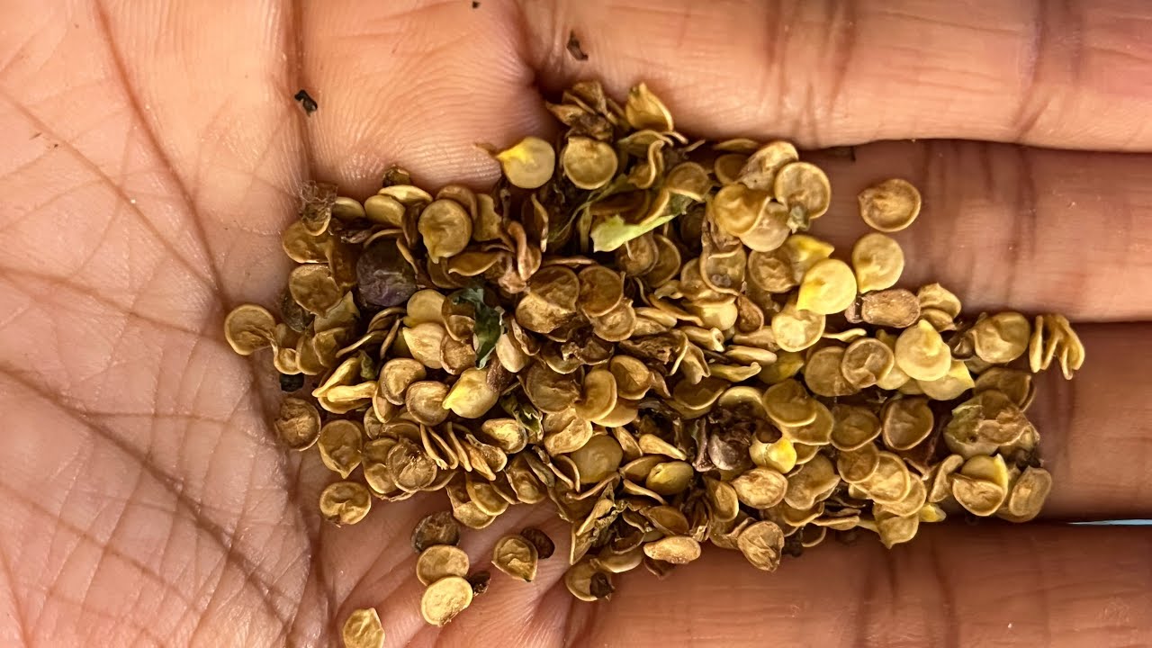 கேப்ஸிகம் விதை இனிமே கடைல வாங்கவே வேணாம் | seeds | garden | terrace garden | harvest | how to grow 