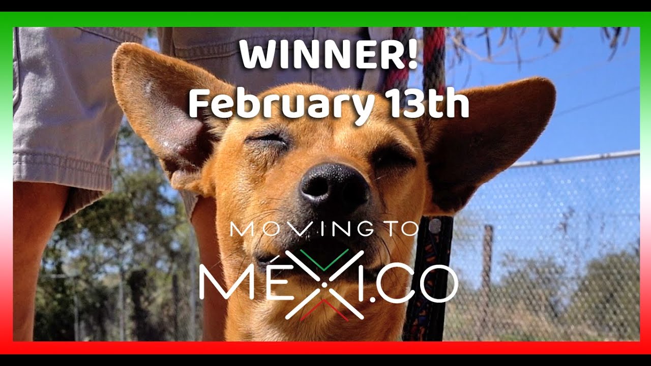 How to ADOPT A DOG in Bucerias Mexico! 🐶 Visit A Dog's New Life and fall in love