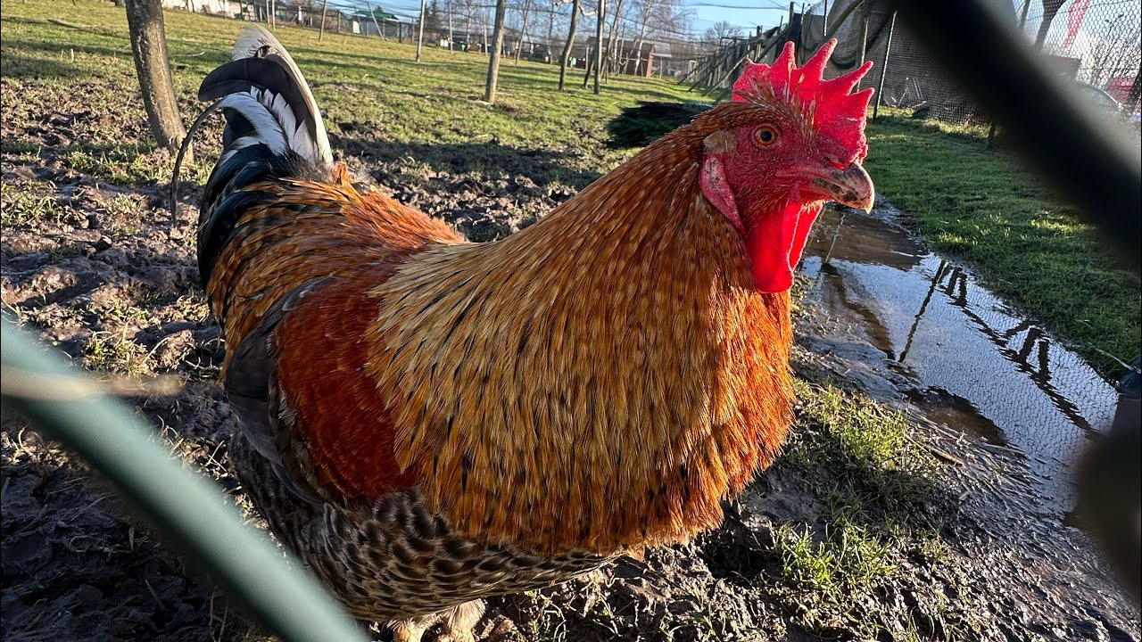 Czy trzeba mieć koguta ? Czy kury muszą mieć koguta ? 🐔 🐓❄️