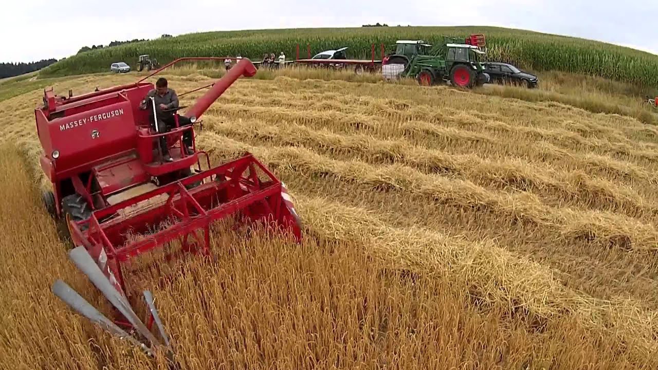 Dinkel Dreschen bei den Agrar-Oldies
