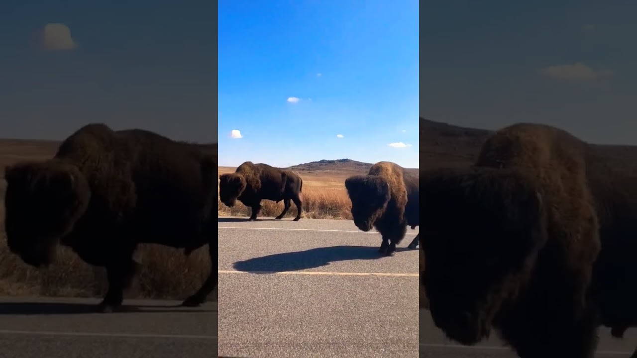 CLOSE ENCOUNTER w/ BISON Medicine Park Oklahoma #oklahoma #bison #wichitamountains #mbison #woods
