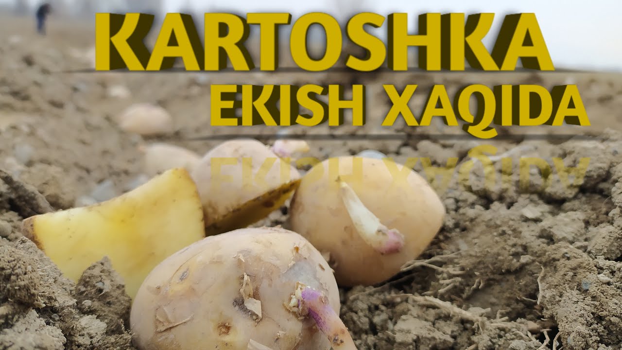 Kartoshka ekish xaqida | Kartoshka ekamiz | Kartoshka Yetishtirish