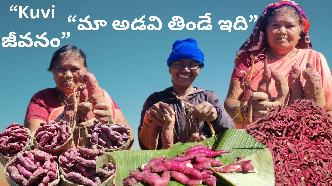 అడవిలో తియ్యడుంపలు తవ్వడం | Kuvi Tribal Food | Chitro Kuvi Life