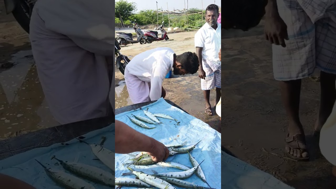 💯⛵💥ECR நண்பன் முத்துக்குடா முரால் மீன் ஏலம் 🐠🐬🐠#seafood #fishing #seafoodprep #fish #food #foodfish
