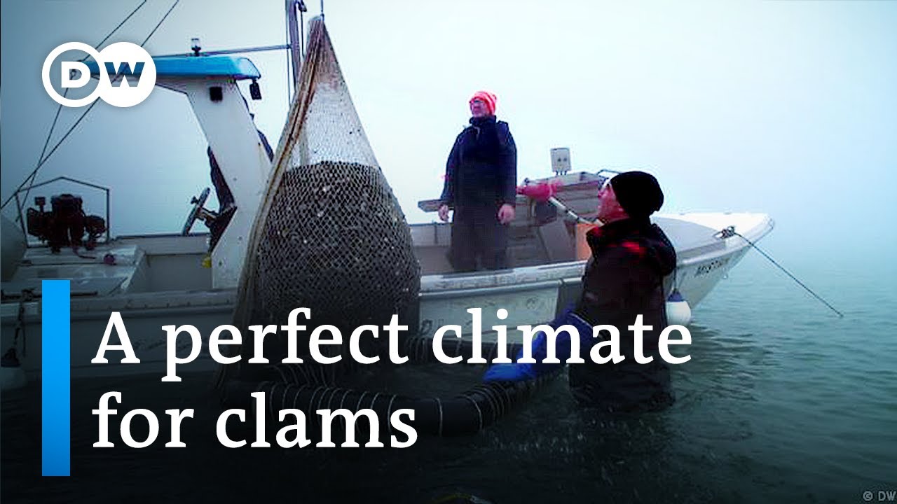 How clams work to protect the climate | Focus on Europa