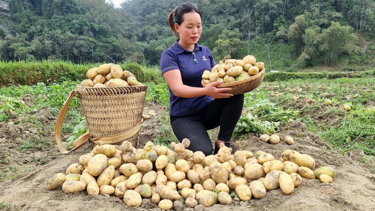 Harvesting Potatoes from the garden to sell at the market - Vietnamese girl builds a life alone