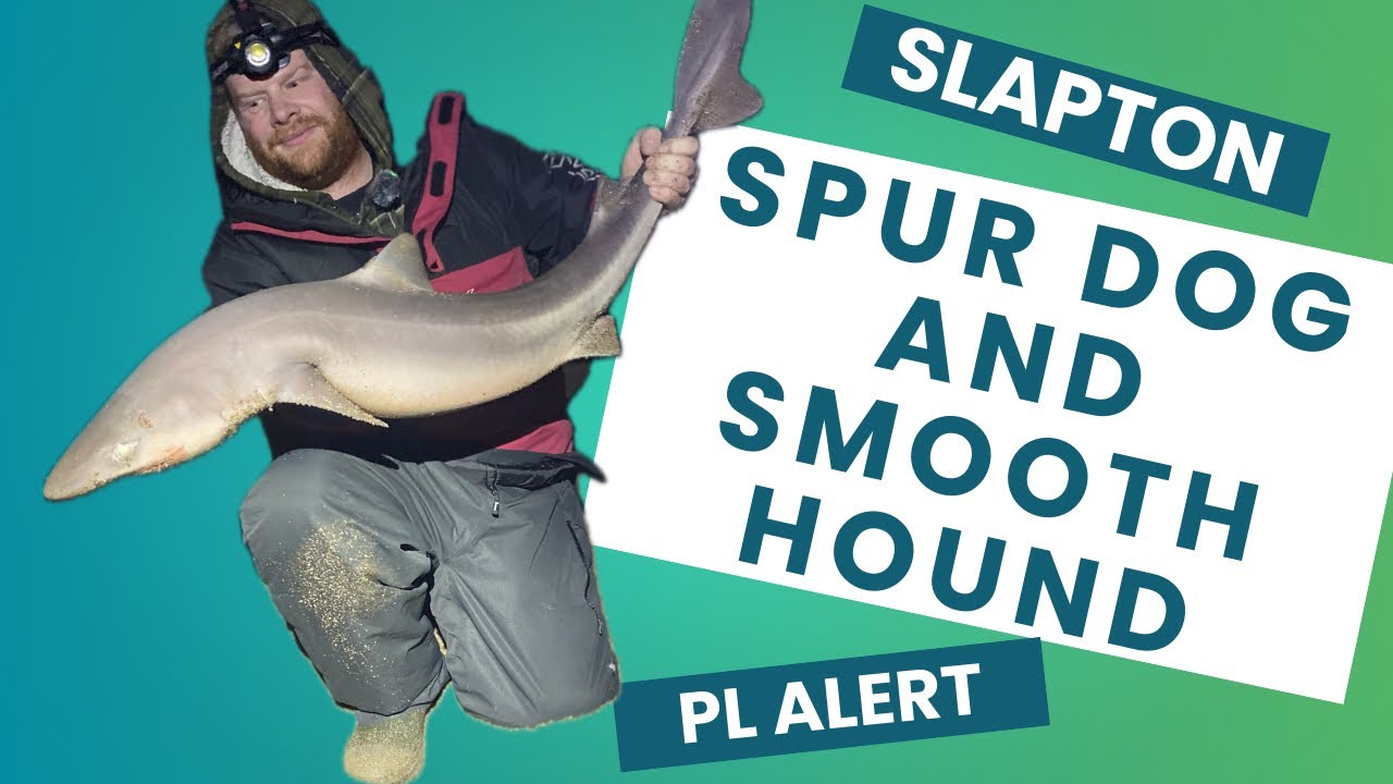 Fishing slapton sands #4, 28/01/2025. smashing pbs #smoothhound #spurdogs