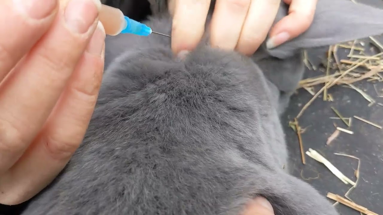 Comment vacciner un lapin contre le VHD et comment sexer un lapin