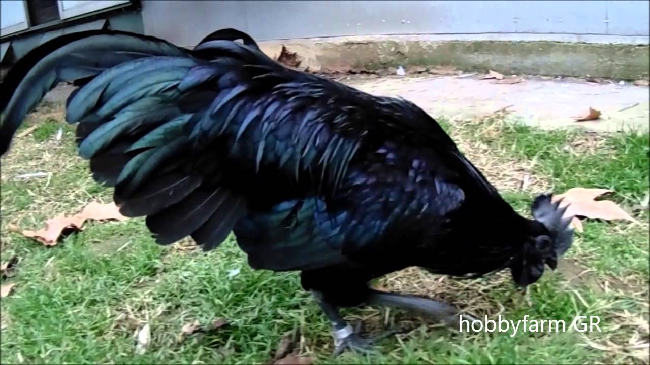 THE BEST AYAM CEMANI