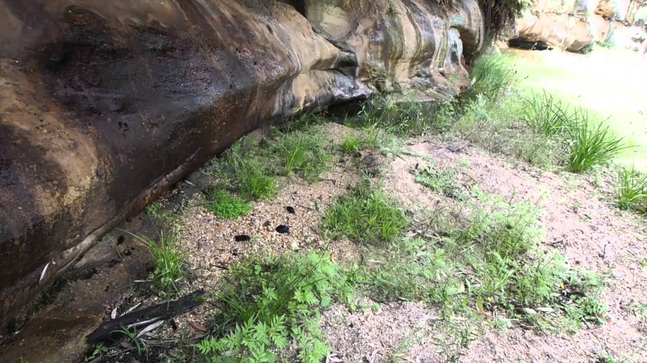 The Drip Gorge