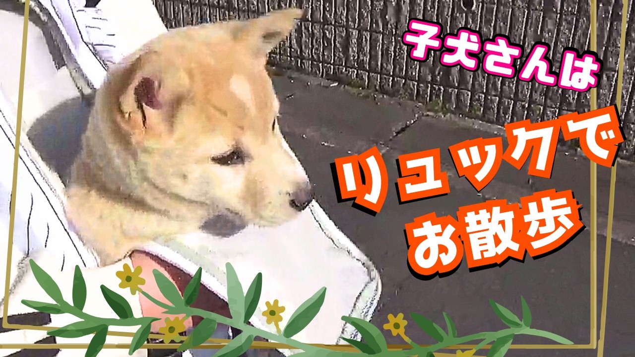 【ひな豆】初めての抱っこ散歩。ドキドキの冒険が始まる！#子犬 #puppy