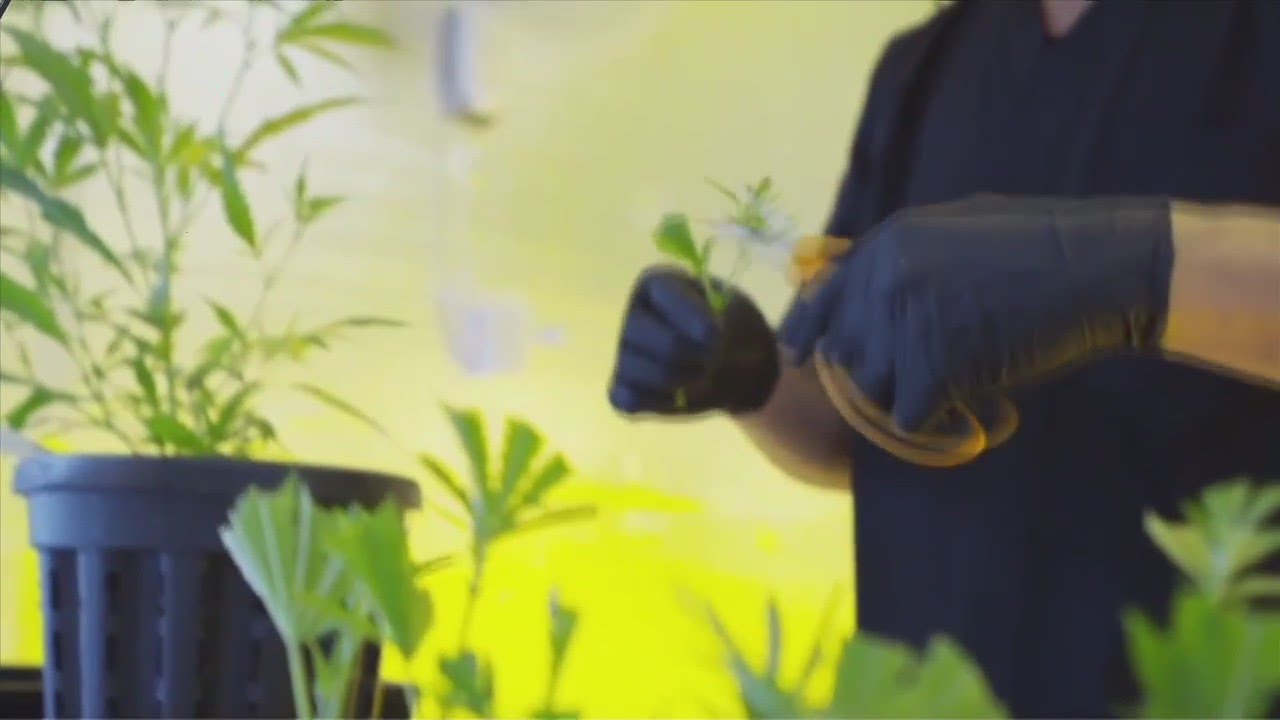 Commissioner Fried on Medical Marijuana