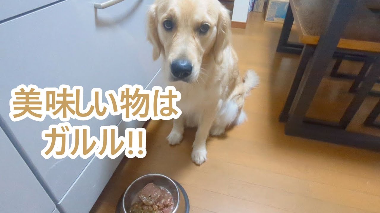 美味しい物には全力ガルル。ゴールデンレトリバーティト