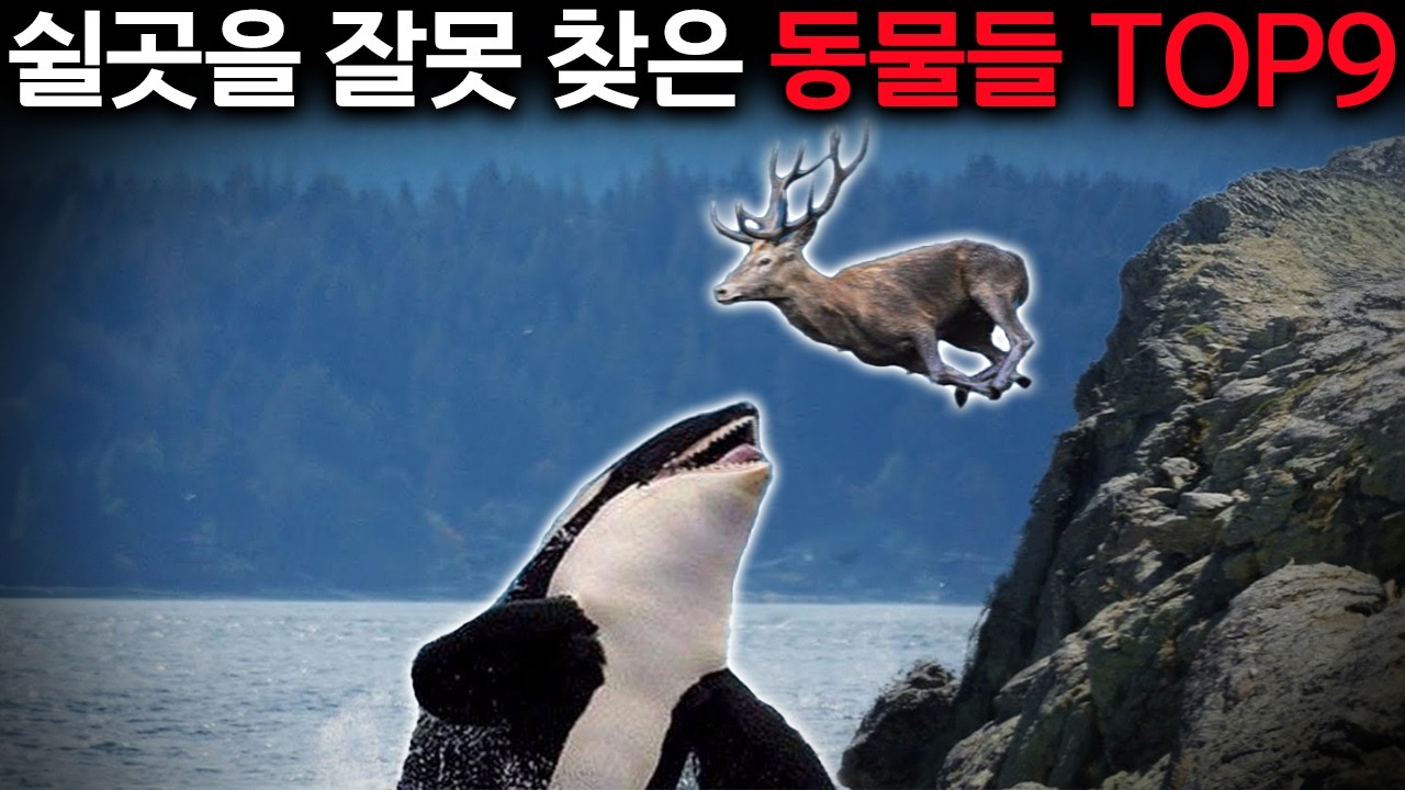 아슬아슬! 높은 곳에서 쉬려던 동물들, 그 결말은?