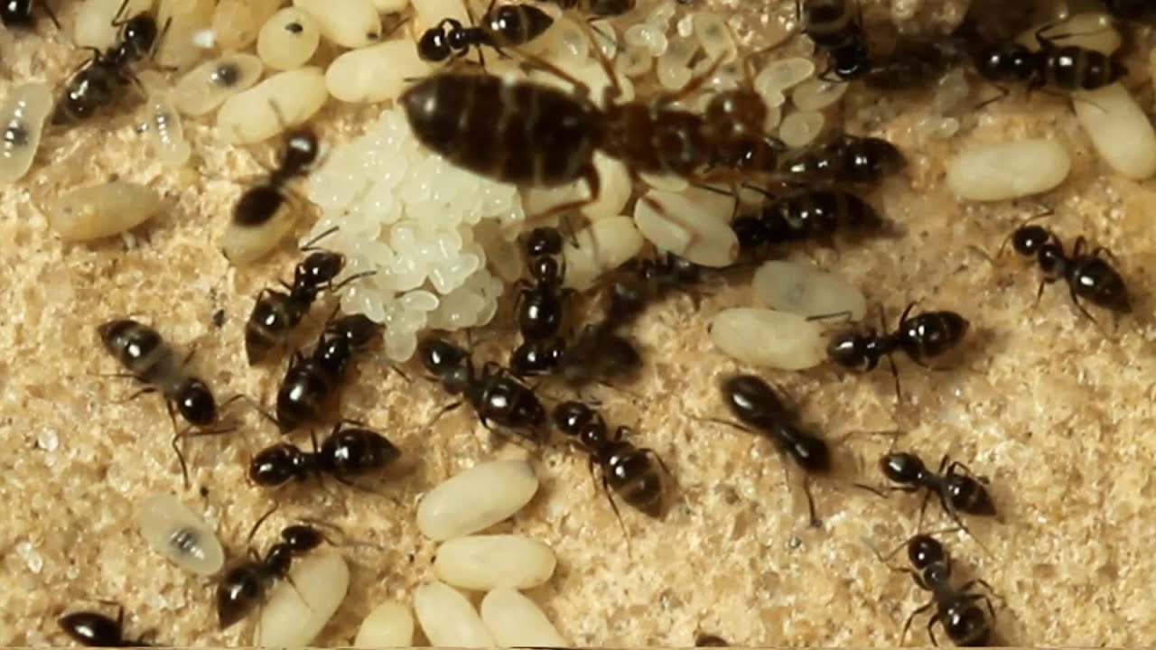 Another Reason to Keep Ants As Pets: Brachymyrmex patagonicus Inside the Colony