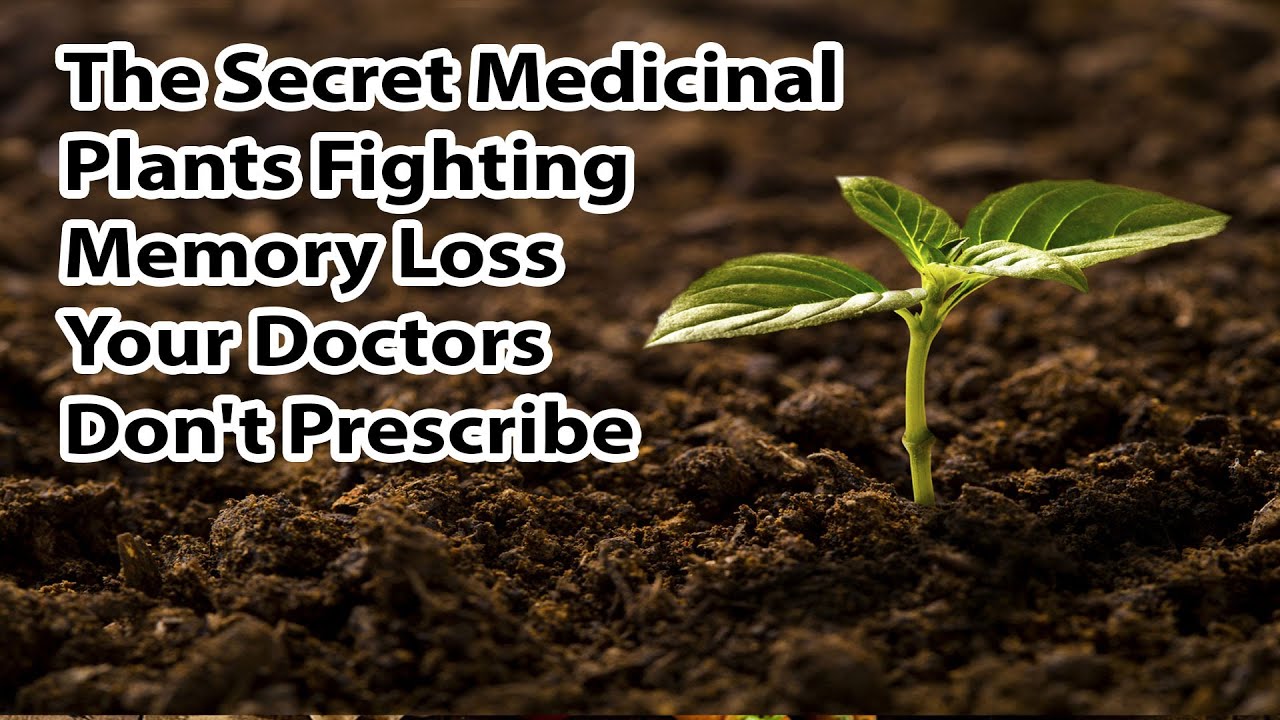 The Secret Medicinal Plants Fighting Memory Loss Your Doctors Don't Prescribe