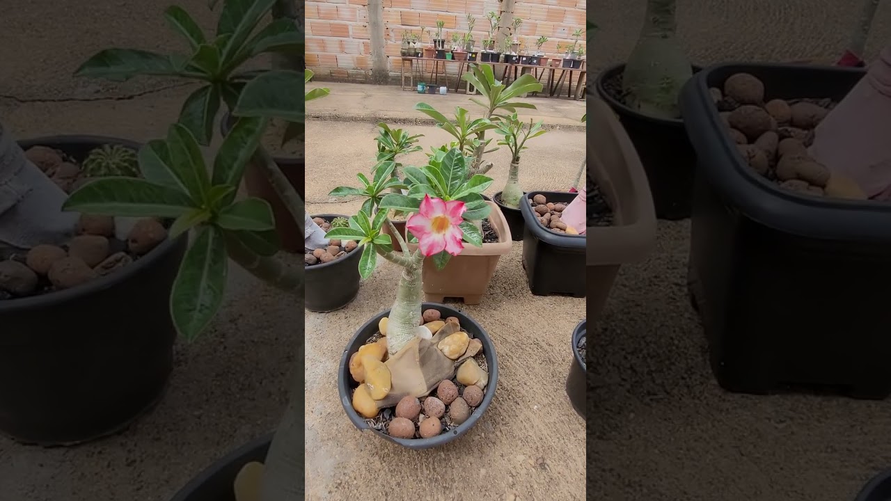 Meu cantinho Abençoado por Deus que amo está. 🙏🌺🥰❤️