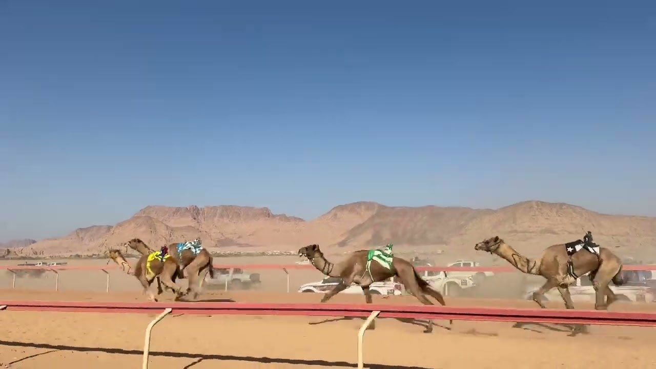 ش١. زمول ( الذيب ) احمد عبيد الزوايده. سيف ختامي الشيخ زايد آل نهيان رحمه الله ٢٠٢٥