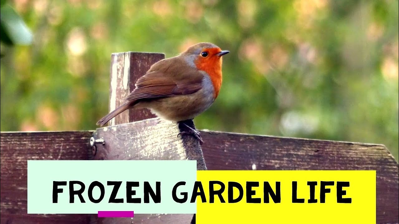British Garden Birds in Winter - Watch Them Gather at the Feeders