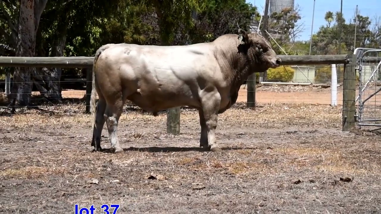 Lot 37 2026 sale