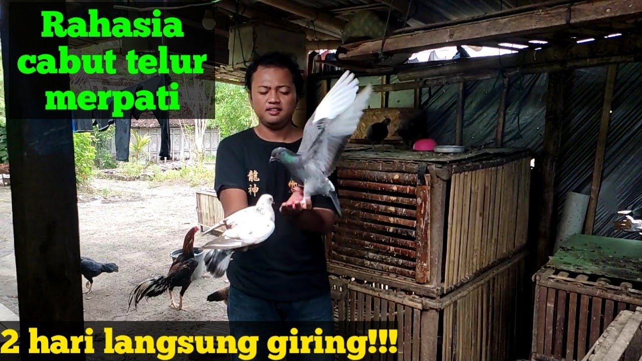 Cara cabut telur merpati yang baik dan benar agar merpati giring keras || giring keket