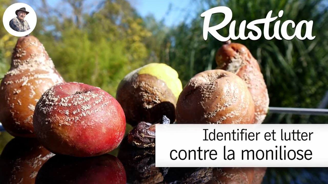 Prévenir et traiter naturellement la moniliose