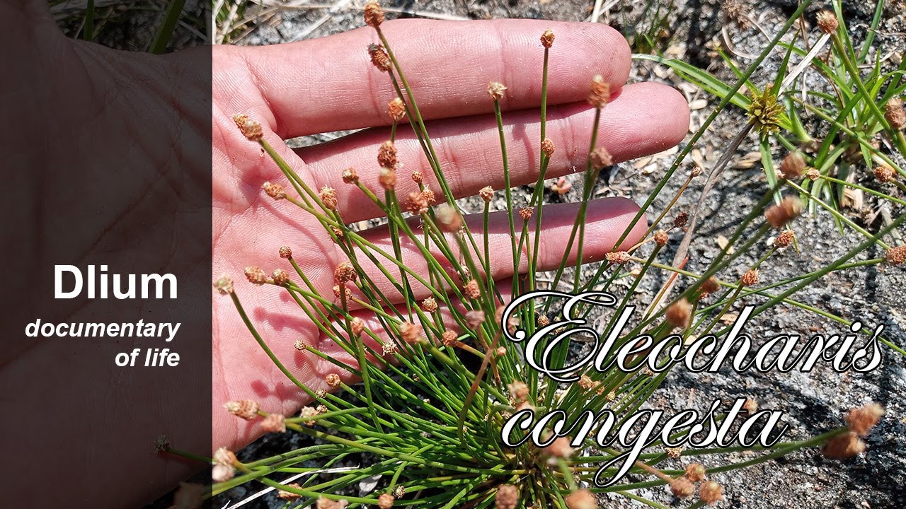 Пурун (Eleocharis congesta)