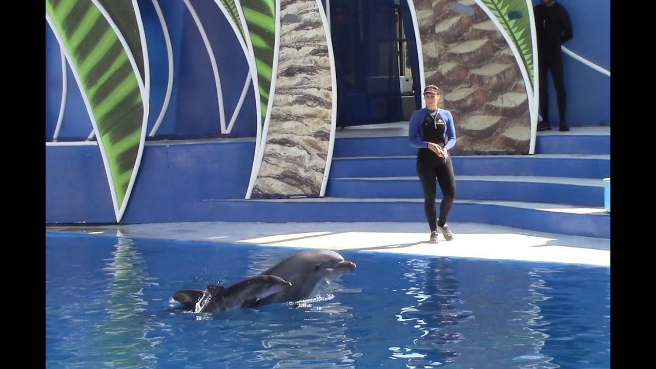 Bottlenose dolphin Melanie & her baby at SeaWorld San Diego 11-8-10