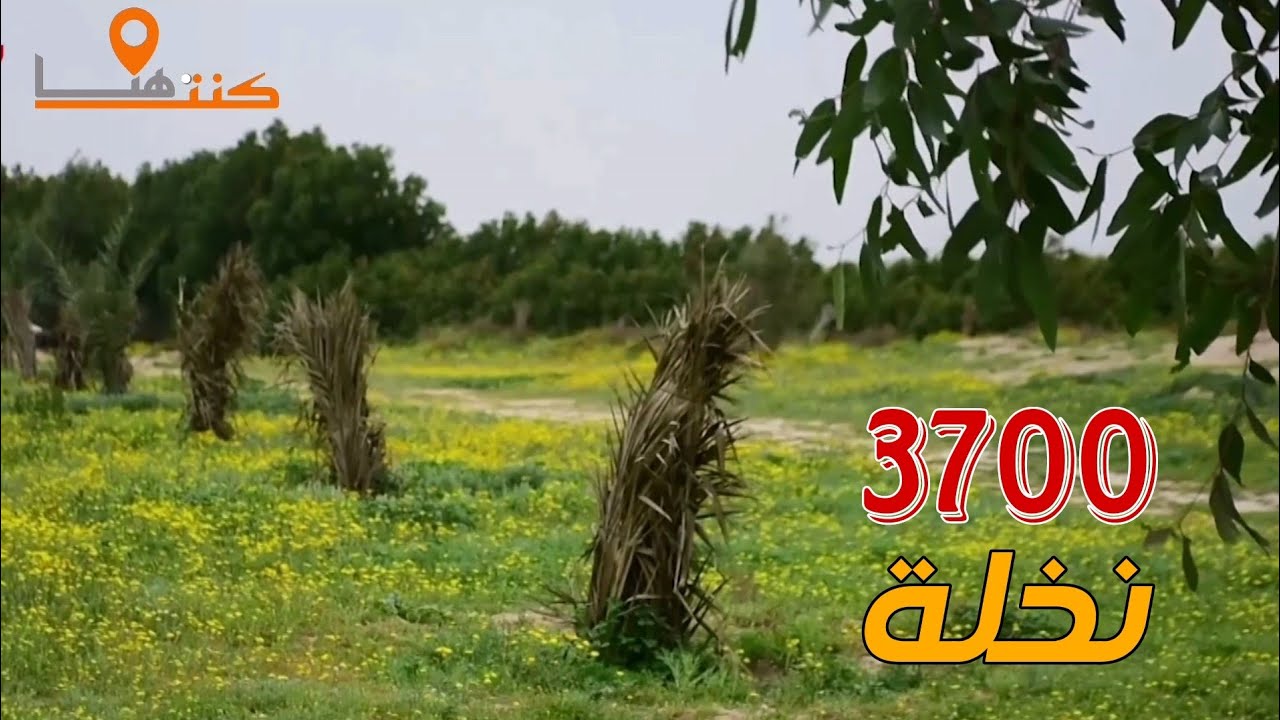 زراعة 370,000 نخلة في محافظة البصرة قضاء الزبير