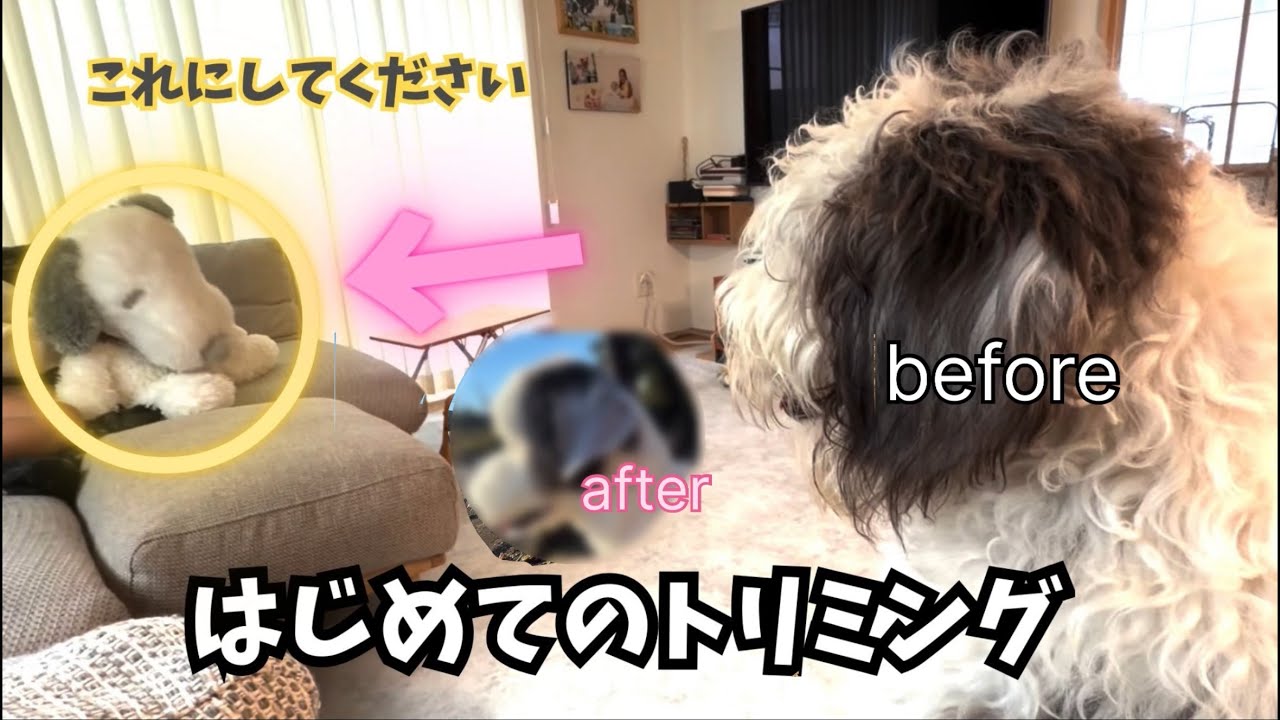 シーパドゥードル初トリミング｜「スヌーピー風で！」って頼んだ結果…