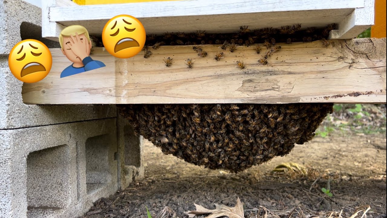 What A Huge Bee Mess!!!