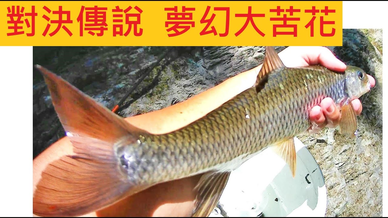 對決傳說中ㄉ夢幻大苦花 @我ㄉ竿子根本拉不動  #苦花 #溪釣