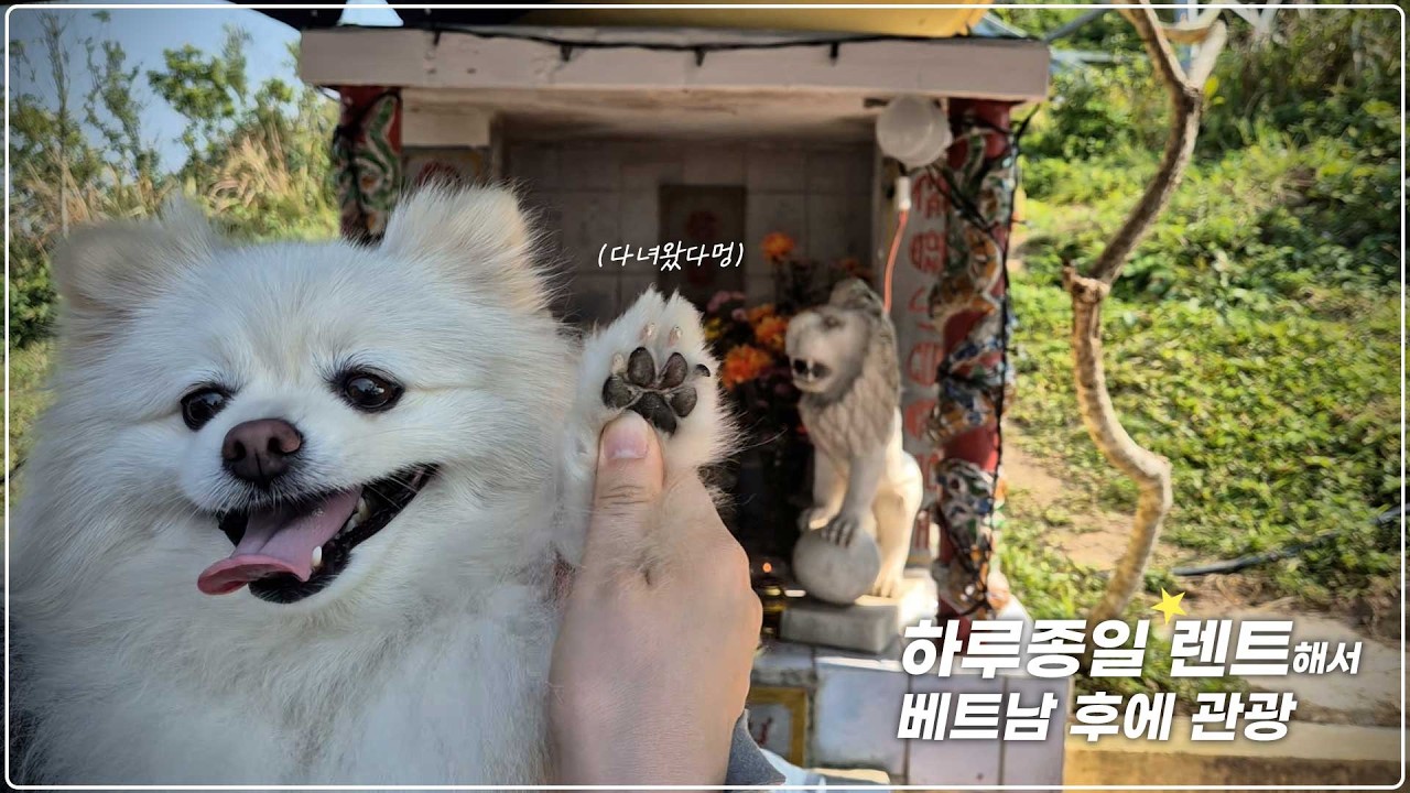 하루종일 택시 렌트해서 강아지랑 베트남 후에로 관광 다녀왔어요!