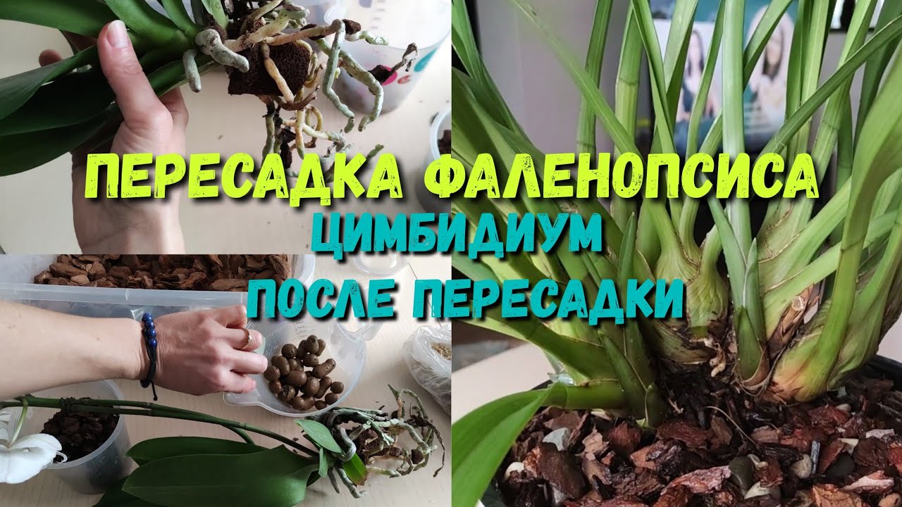 Пересадка Фаленопсиса в закрытую систему. Мой способ. Орхидеи в ЗКС. Уход после пересадки. Цимбидиум