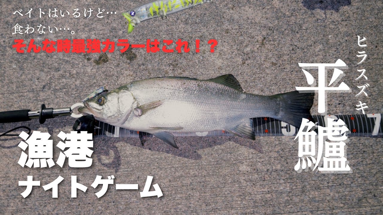 【冬のヒラスズキ（平鱸）】漁港のボイルは釣れない⁈ そんな時に効くカラーはこれ。