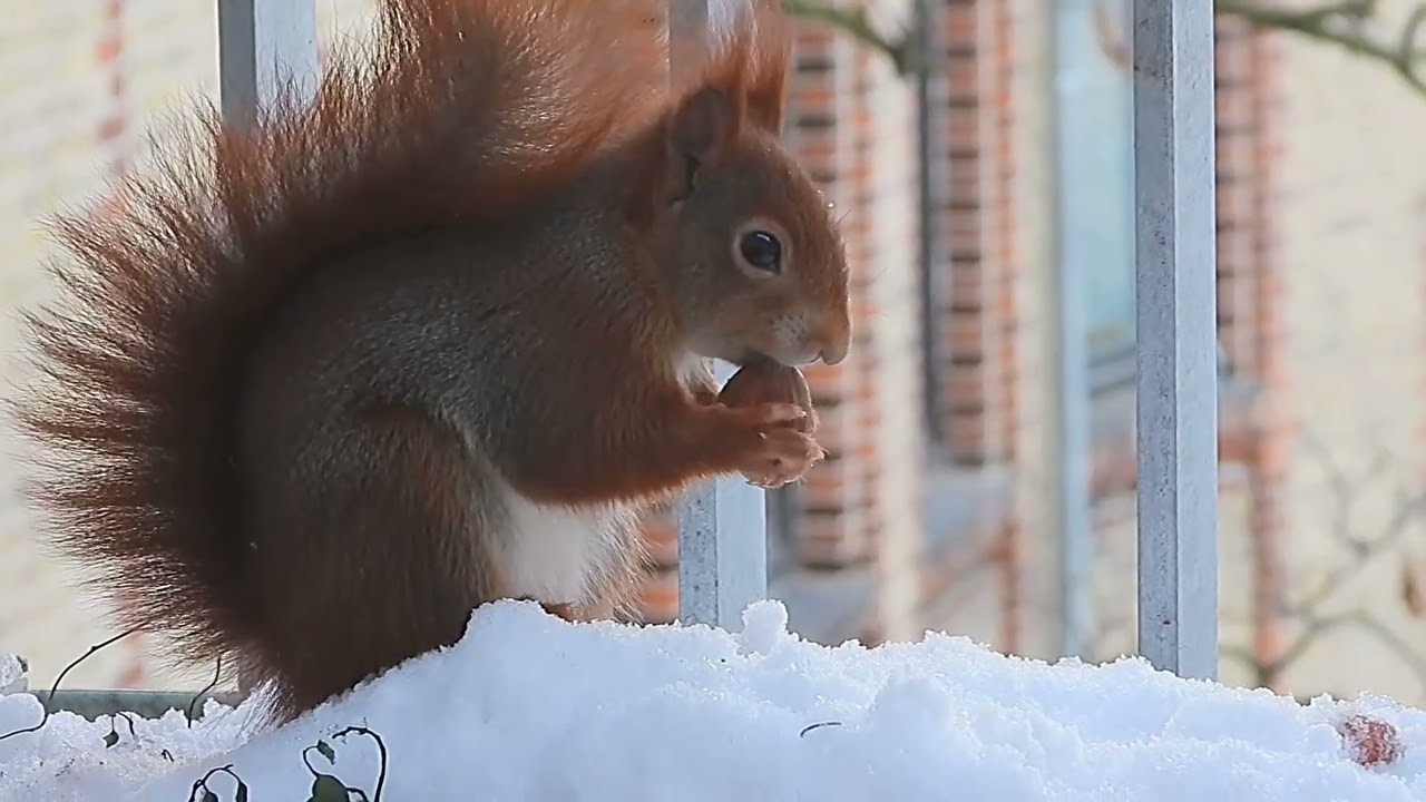 Tagträume🐿️Knusprig im Schnee